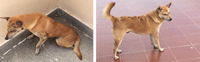 Derselbe Hund 2017 (links) und 2018 (rechts)